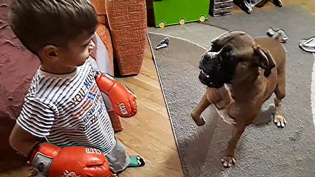 ДВА ЗЛЫХ БОКСЕРА