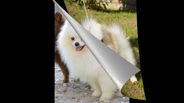 Щенки 1 месяц рождены 23 01 2020 смотреть онлайн