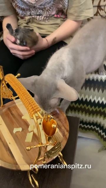 Померашка пока не сыроежка, но скоро будет🤣