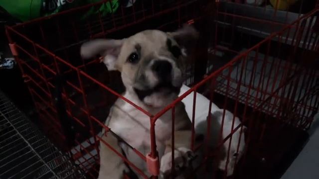 cute puppy crying / american bully puppy cute bark смотреть онлайн