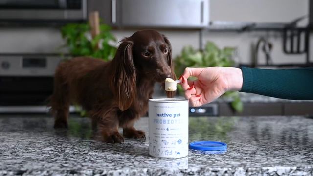 Why You Should Feed Your Dog Papayas смотреть онлайн