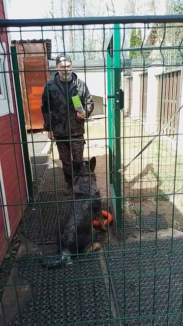 12 коррекция австралийской овчарки хилер