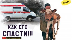 Как помочь телятам при вздутии живота за 15 минут? Лучший средство от тимпании рубца.