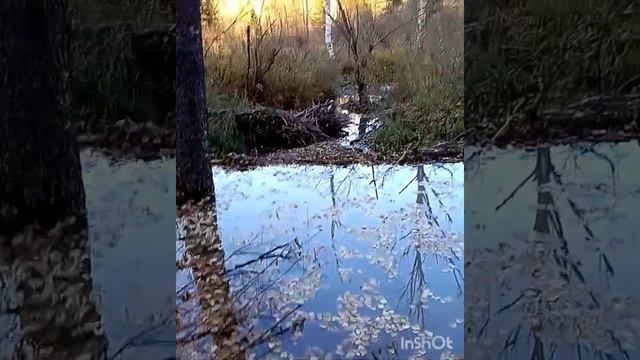 Бобровые плотины на Сержихе осень2020г