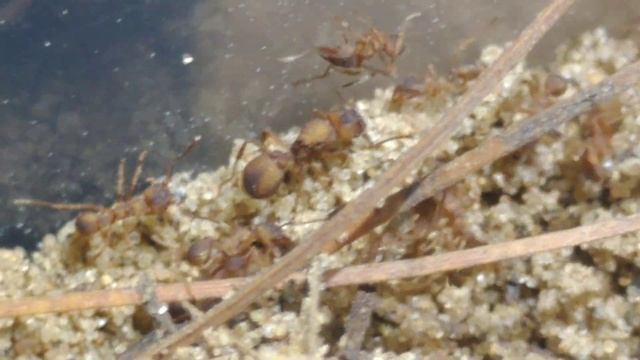 Trachymyrmex septentrionalis with 2 queens! Leafcutter Ants from Illinois! смотреть онлайн