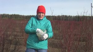 Как правильно вносить серу для голубики