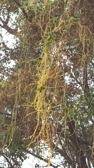 Amarvel Ka Tree #amar#tree #viral #trending