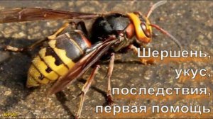 ШЕРШЕНЬ, УКУС, ПОСЛЕДСТВИЯ, ПЕРВАЯ ПОМОЩЬ
