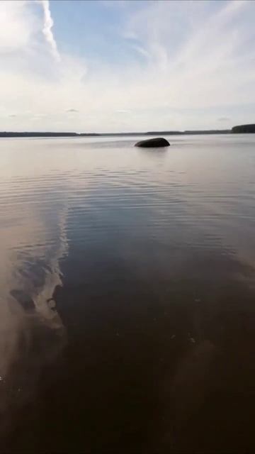 Заповедное место. Озеро Волго в Тверской области #shorts #красота #природа #путешествия смотреть онлайн