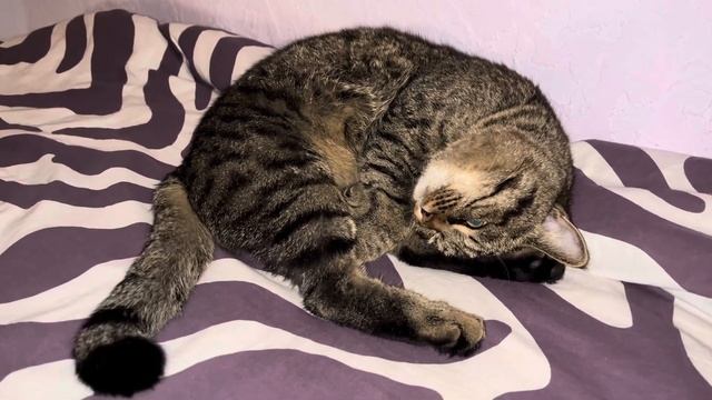 The cat's tail lives its own life / Кошачий хвост живет своей жизнью 😺 смотреть онлайн
