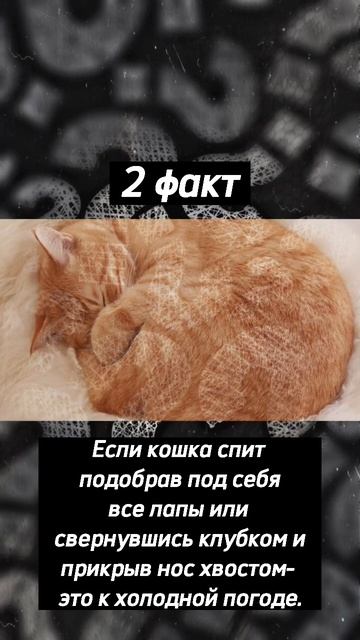 3 факта о котах и кошках😻 #shorts #интересно #рекомендации #рек #топ смотреть онлайн