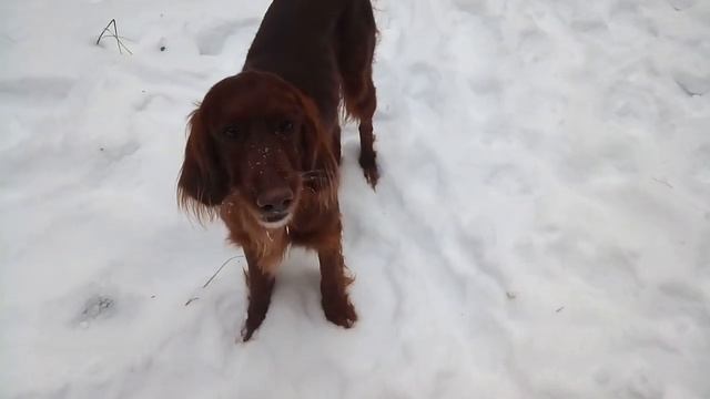 Vlog:Прогулка с собакой!!!🤣😺😻😻😻 смотреть онлайн