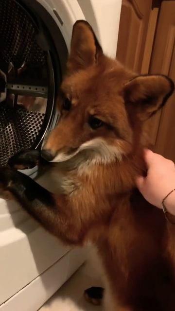 Стиральная машина и лиса