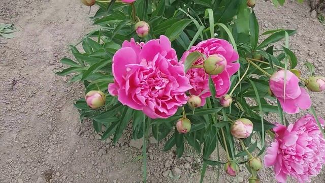 красота спасет мир смотреть онлайн