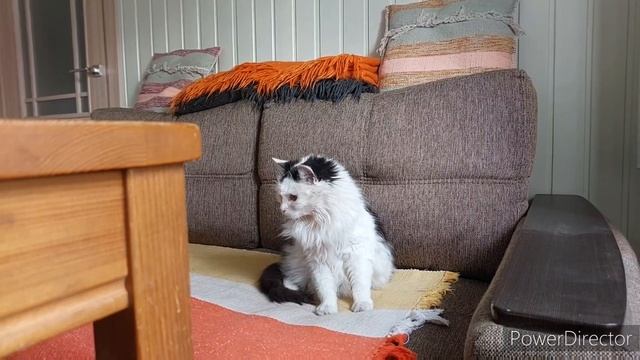 Сезон открыт. Выращиваем из семян #цветы  для нашего сада. #бегонияизсемян #петуния #колеус #garden