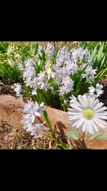 Весенние цветы на участке #весна #цветы# дом_сад_огород #цветник смотреть онлайн