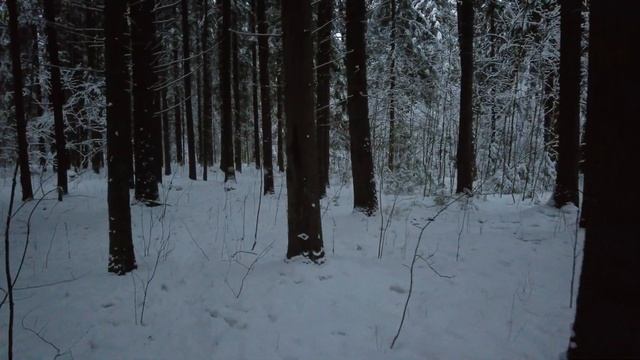 Прогулки по лесу. День за днем с дедом Многоведом. 29 декабря 2023г. Эпизод 736. смотреть онлайн