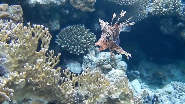 Melia Sharm,diving part two смотреть онлайн