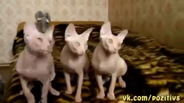 Смотреть Синхронные кошки онлайн.flv смотреть онлайн