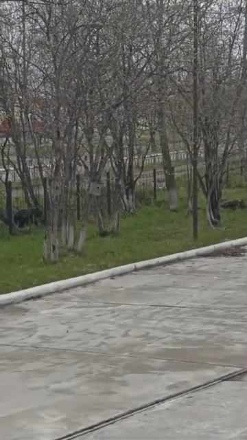МЕДВЕДЬ в Городе.ОХА . Сахалин смотреть онлайн