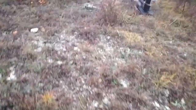 НА ГОРЫ СПУСТИЛСЯ ТУМАН.собаки и маслята