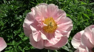 Пион САЛМОН ДРИМ / Paeonia SALMON DREAM - ОБЗОР, ОПИСАНИЕ, ЦВЕТЕНИЕ, ОТЗЫВ