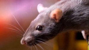 Звук крыс издают крысы, писк крысы