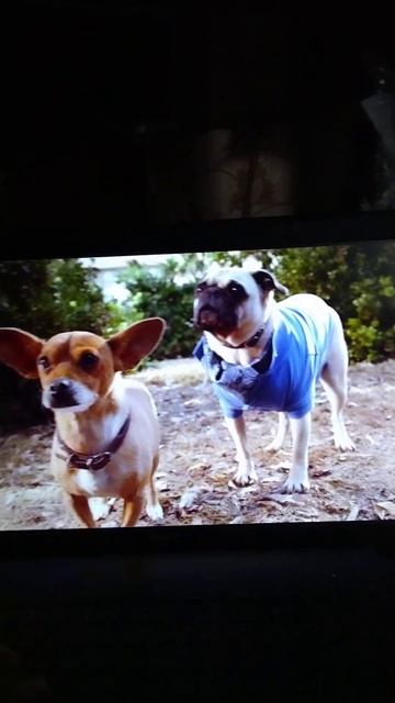 Крошка из Беверли Хилз 3 . Смешной момент.😂😆 смотреть онлайн