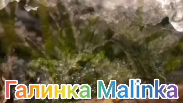 Ольга Уралочка live / Родители Сарафана в шоке /Обзор Влогов /Уралочка и Сафар /