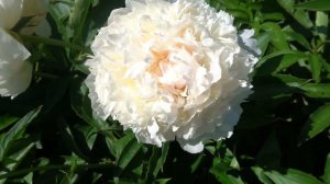 Пион Бразер Чак.-Brother Chuck    -Klehm, 1995,