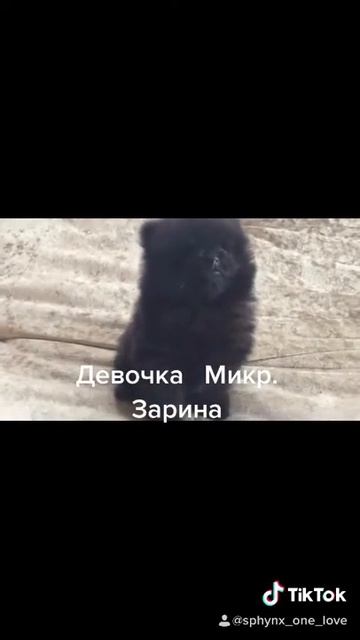 Девочка шпиц микро