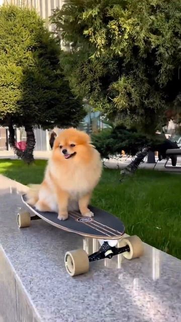#dog #pomeranian #шпиц #lola_aferistka смотреть онлайн