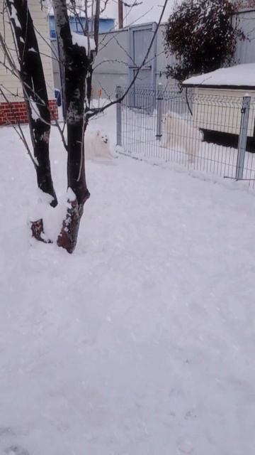 питомник Цунени Катцу Японский шпиц смотреть онлайн