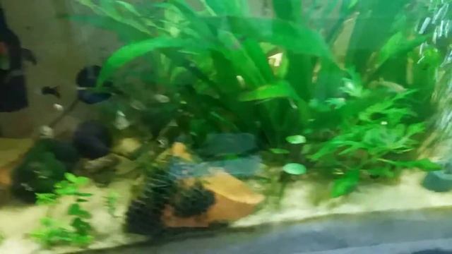 Aquascape Saudi Arabia and DIY C02 infusion смотреть онлайн