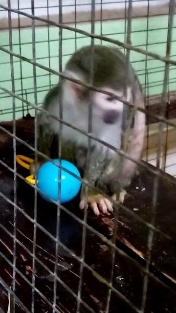 лол обезьянка смотреть онлайн