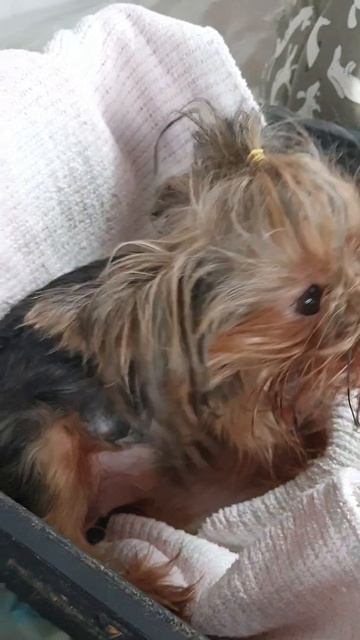 принчипесса, померанский шпиц, поддерживает Йорку, которая рожает щеночков смотреть онлайн