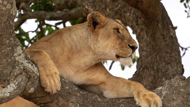 МЫ В АФРИКЕ! Сафари в Серенгети: Все Животные Танзании! (Часть 2) смотреть онлайн