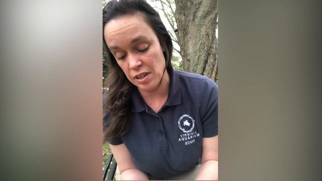 Early Learning with Miss Jenny: Pine Cones