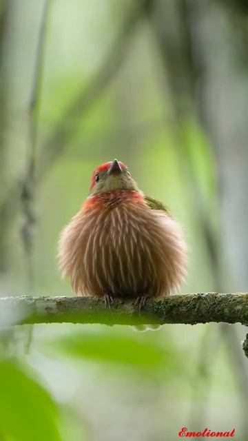 Striolated Manakin, video taken in Pance-Colombia смотреть онлайн