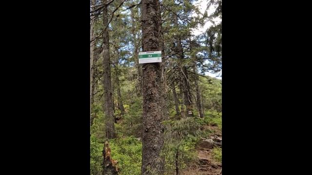 Гора Хом'як 1542м.