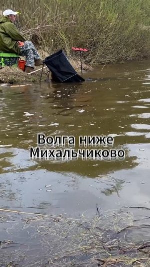 Ловля густёрки на засолку