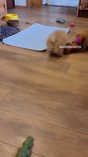Ах вот ты как! #померанскийшпиц #шпиц #spitz #pomeranian #щенок смотреть онлайн
