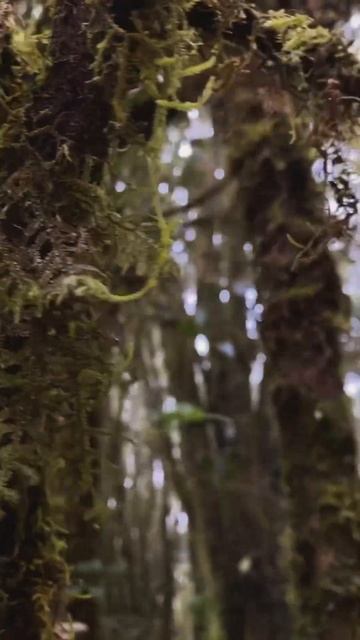 Наша прогулка по национальному парку Doi Intanon в Чиангмае!