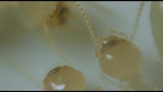 Trofalaxia entre reticulitermes sp. -Termitas subterráneas смотреть онлайн