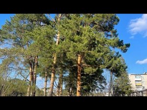 Поездка в родные края...