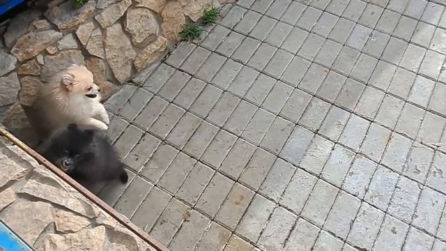 Твикс шпицульки, мальчик светлый, девочка черная