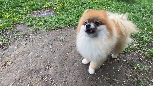 Завтрак шпица на природе смотреть онлайн