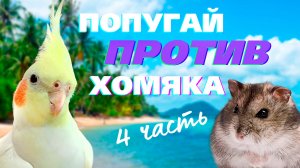 Попугай против хомяка 4 часть