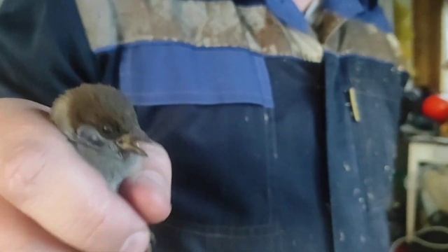 Ох уж эти выходные - и в лес, и на дачу, и мясо смотреть онлайн