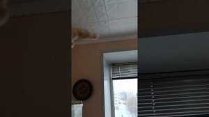 какой клей я использовал для монтажа потолочных плит и плинтуса